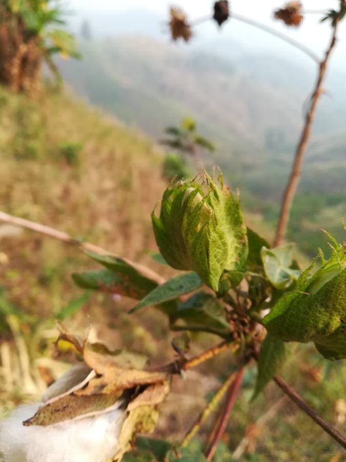 Gossypium herbaceum fruit