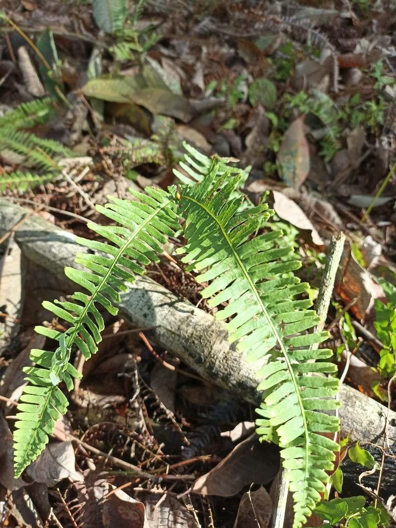 Polypodium virginianum leaf