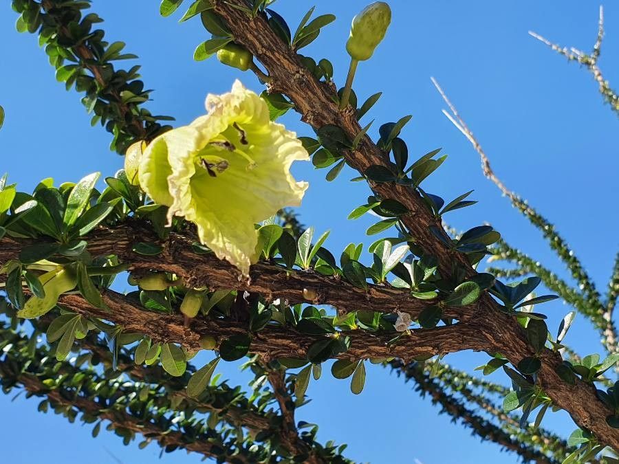 Crescentia mirabilis flower