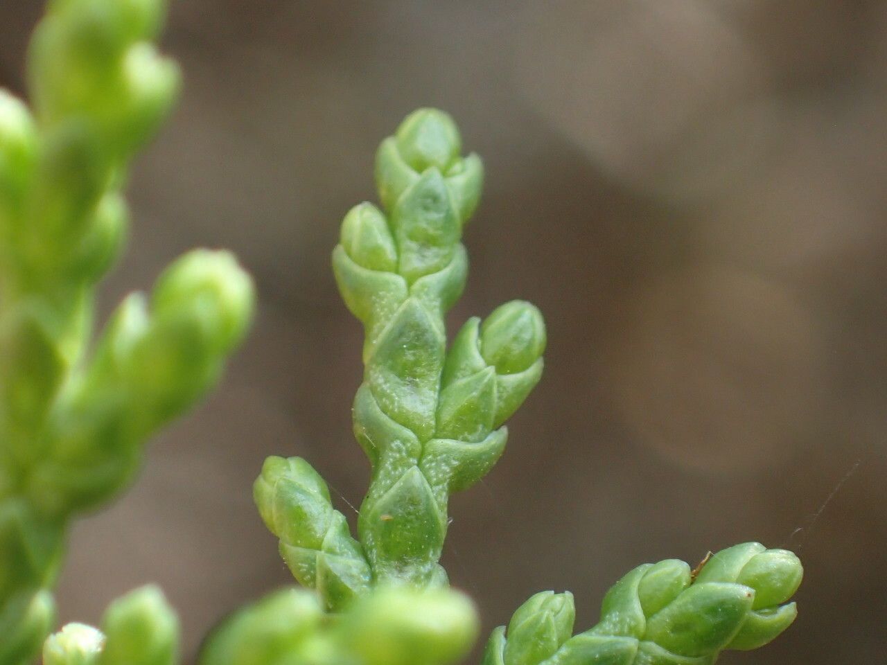 Juniperus foetidissima leaf