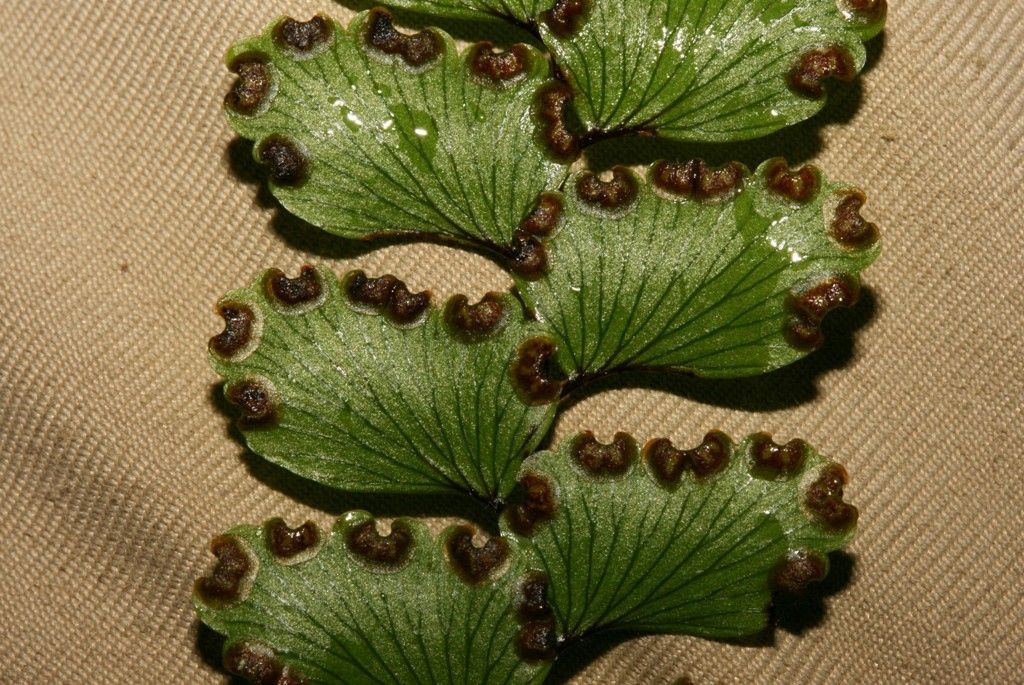Adiantum fournieri fruit