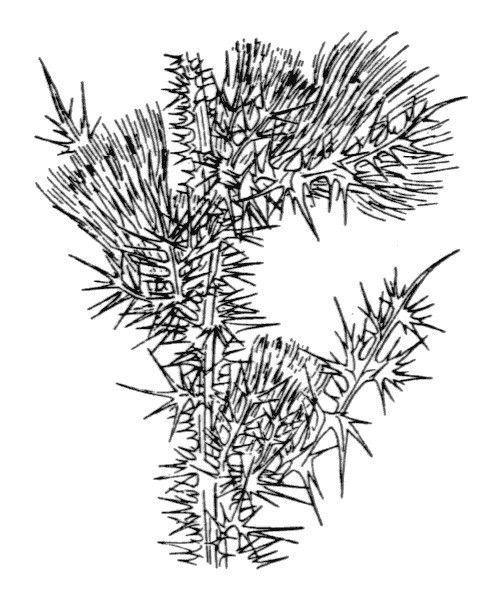 Carduus fasciculiflorus — houseplant care guide