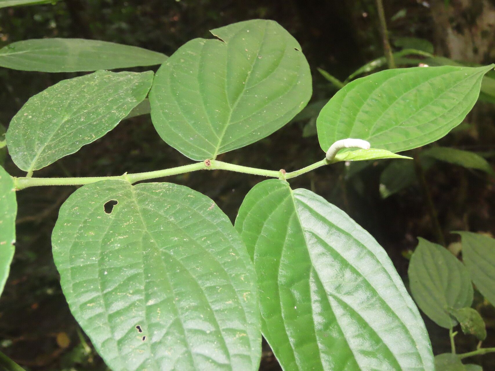 Piper curvipilum — houseplant care guide