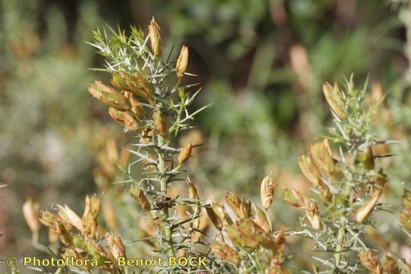 Ulex argenteus other