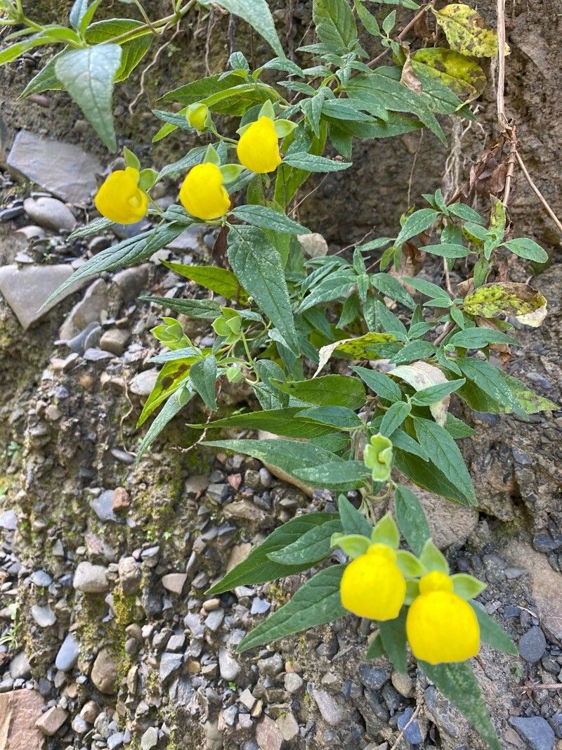 Calceolaria virgata — houseplant care guide