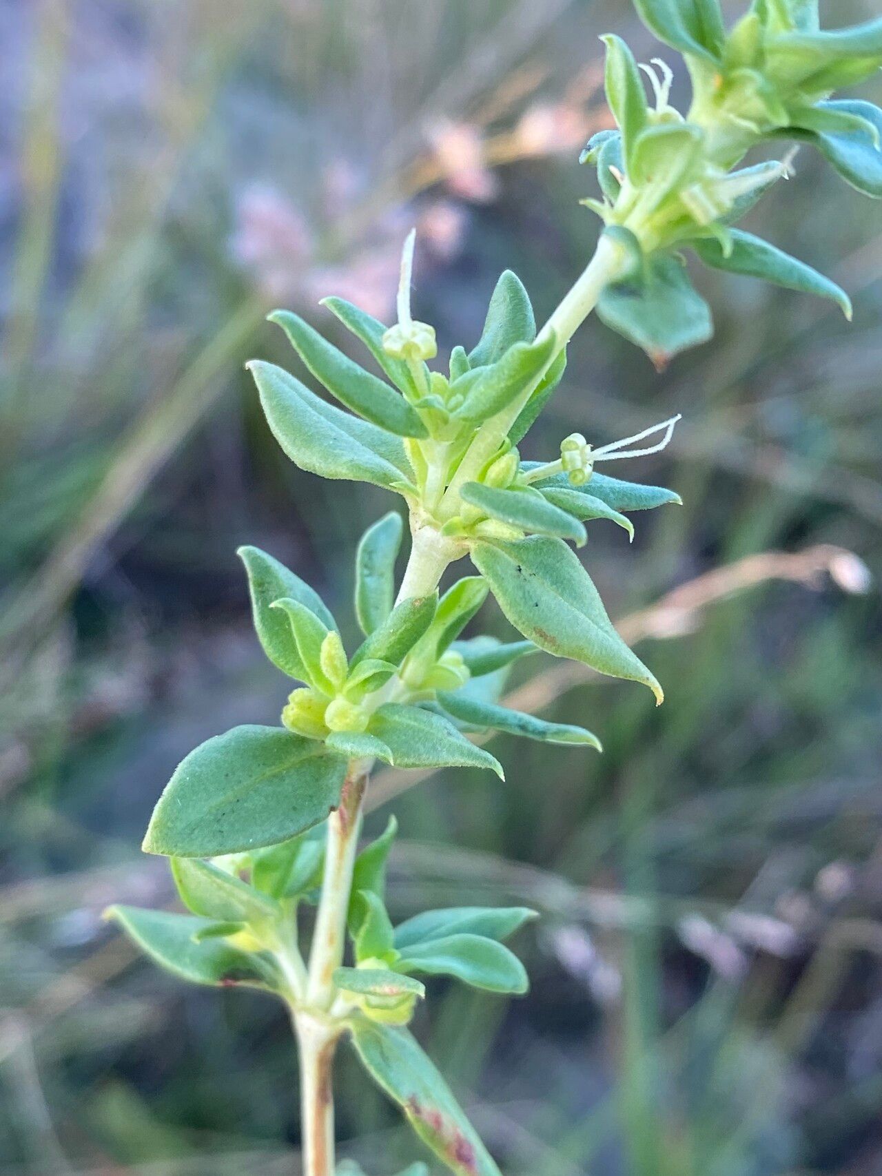 Anthospermum herbaceum leaf