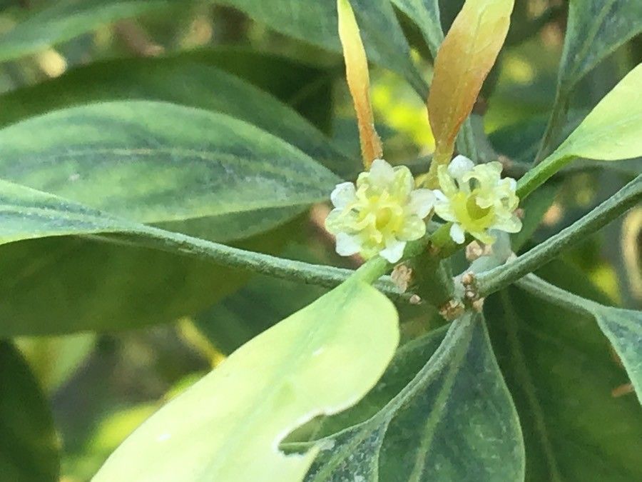 Clutia pulchella flower