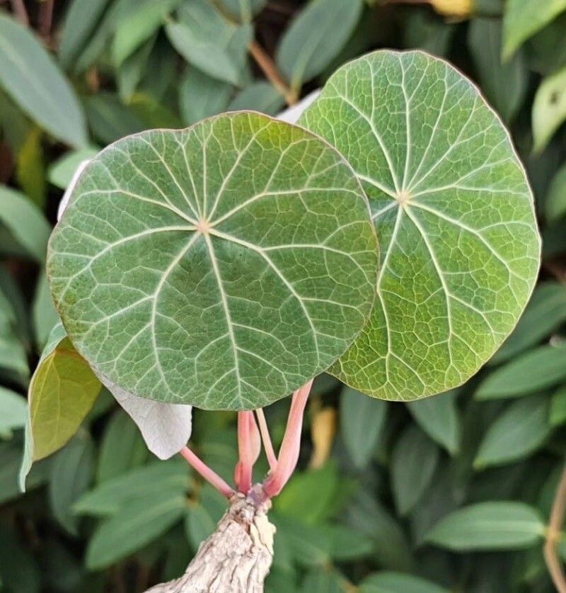 Stephania kaweesakii leaf
