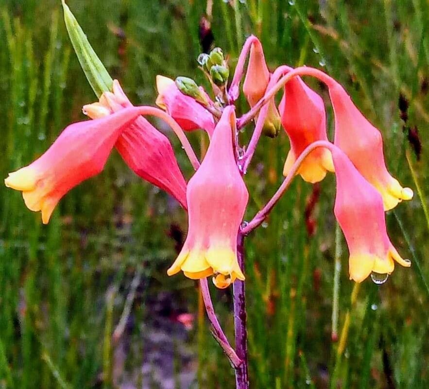 Blandfordia punicea flower