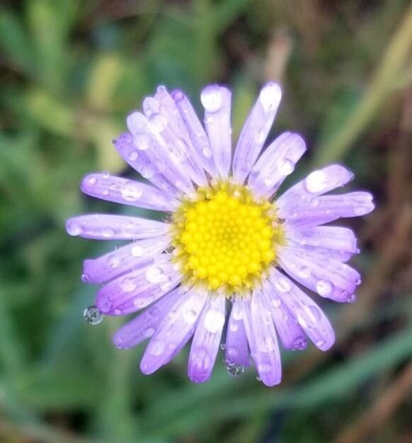 Brachyscome spathulata flower
