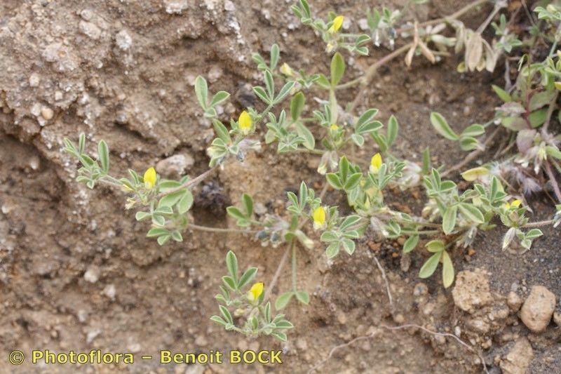 Lotus brunneri other