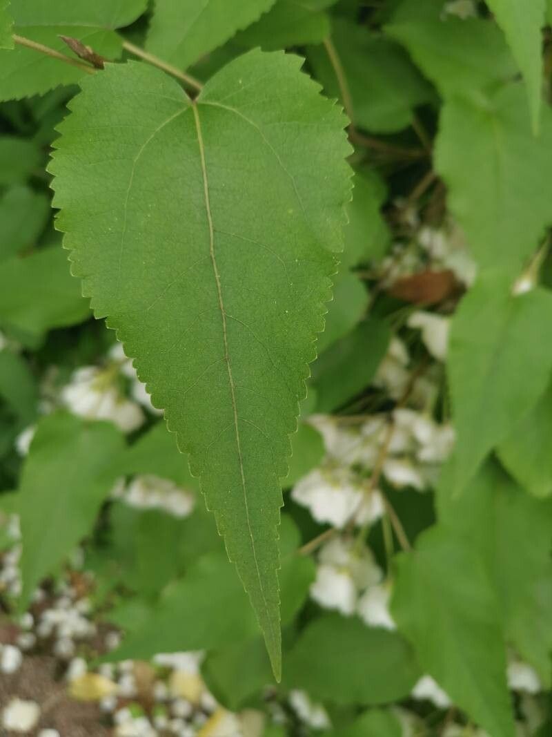 Hoheria lyallii leaf