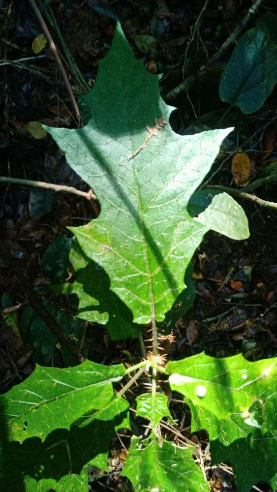 Solanum inaequilaterum — houseplant care guide