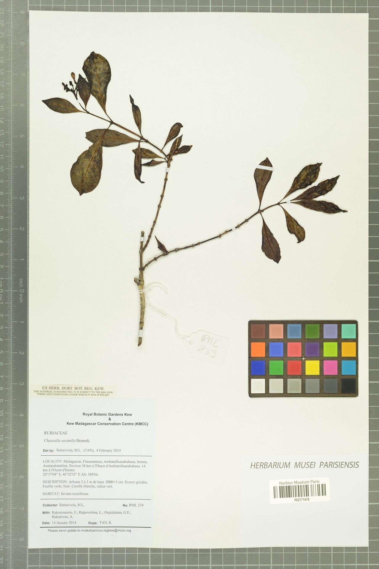 Chassalia assimilis — related species from the same genus