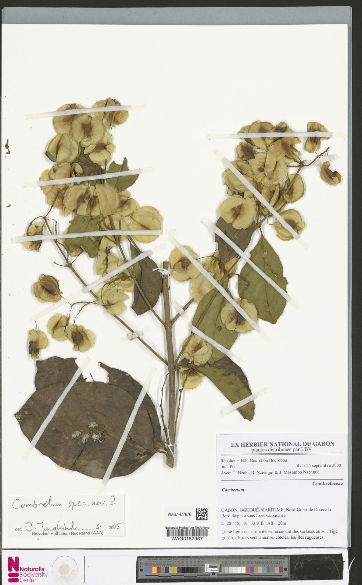 Combretum longistipitatum — houseplant care guide