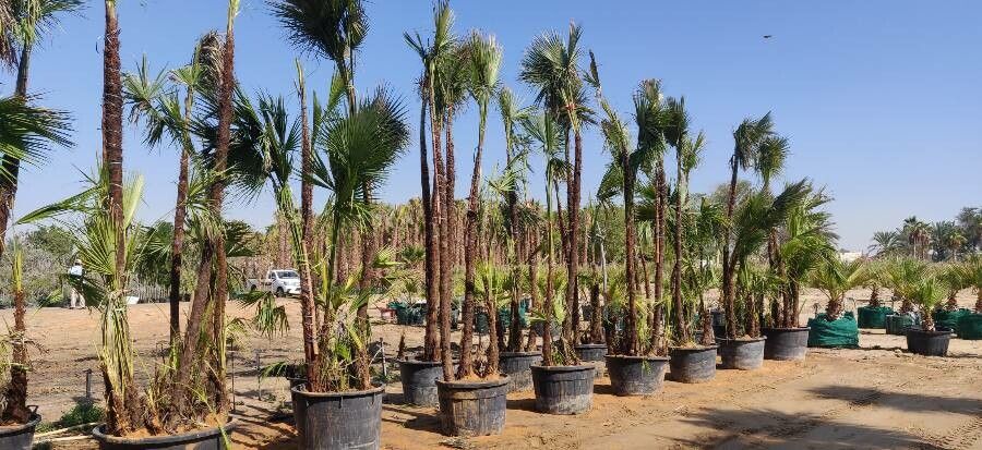 Acoelorrhaphe wrightii bark