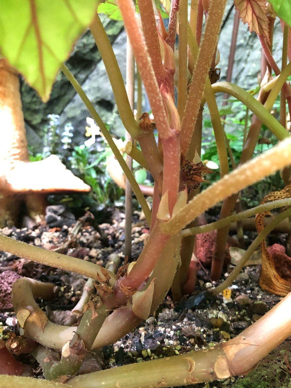 Begonia handelii bark