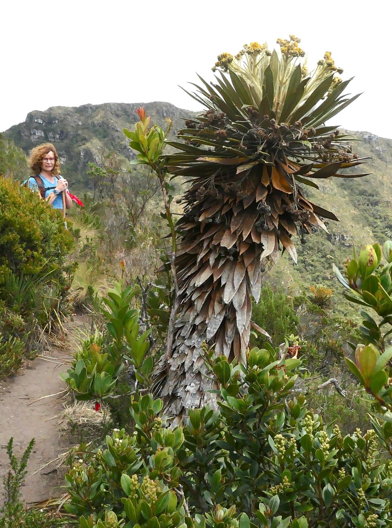 Espeletia guacharaca habit