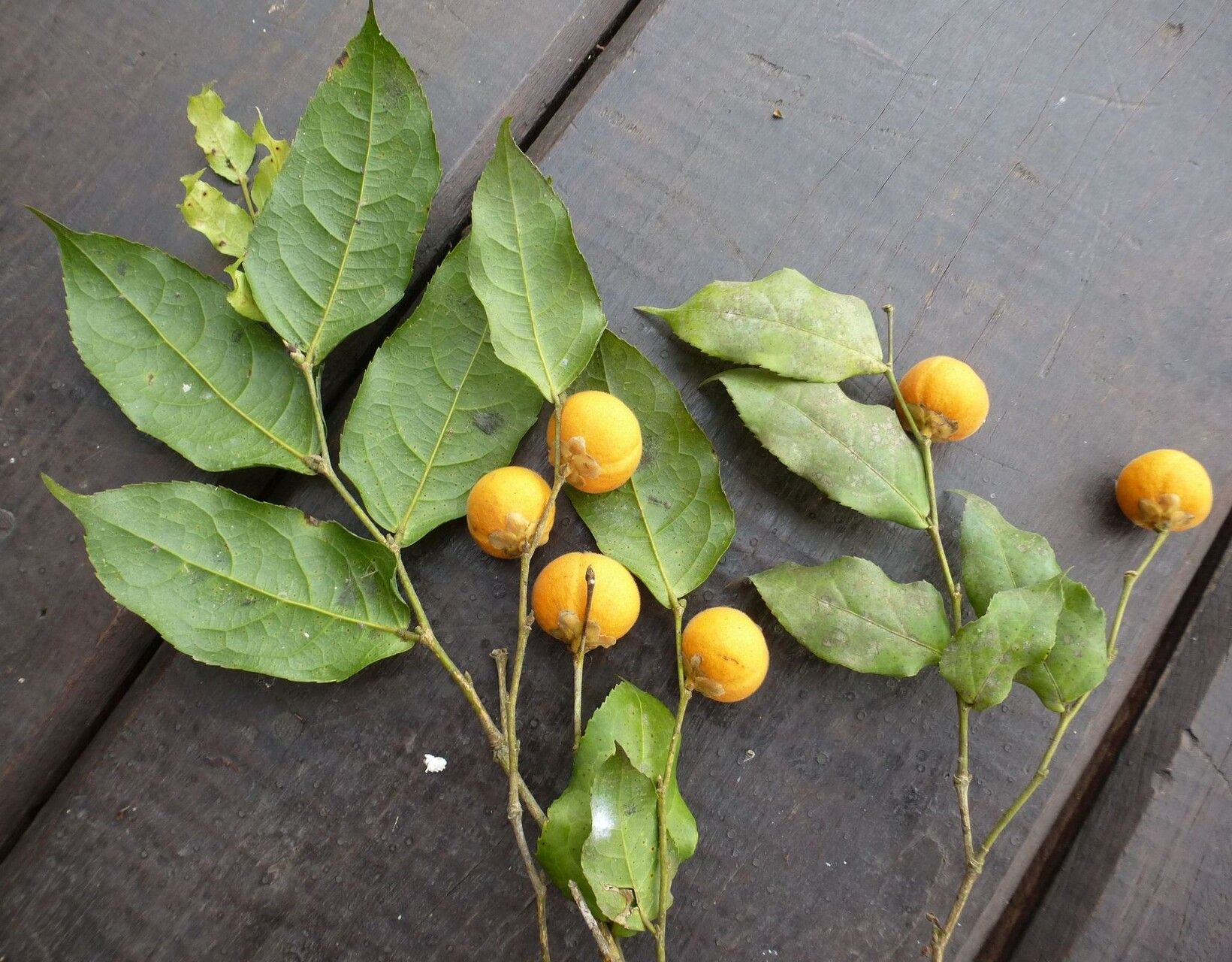 Drypetes inaequalis — houseplant care guide