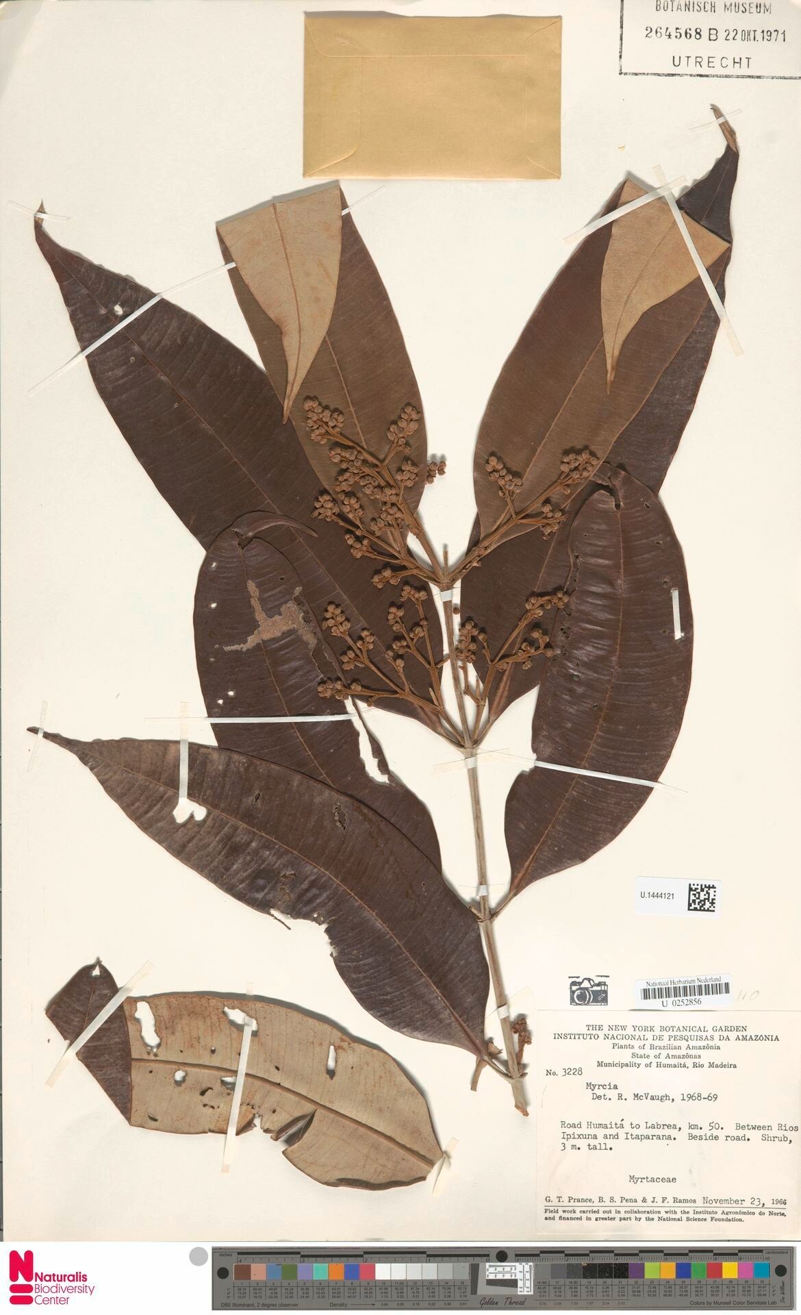 Myrcia elevata — houseplant care guide