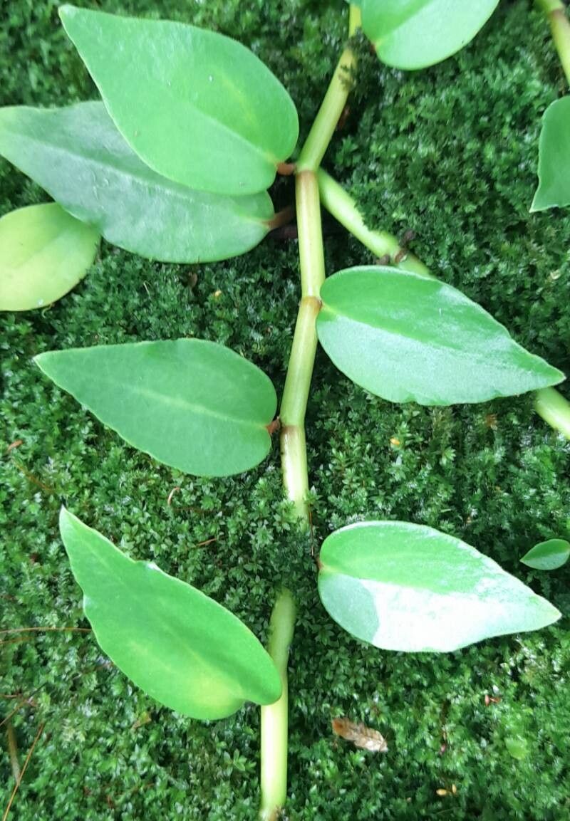 Peperomia hildebrandtii — houseplant care guide