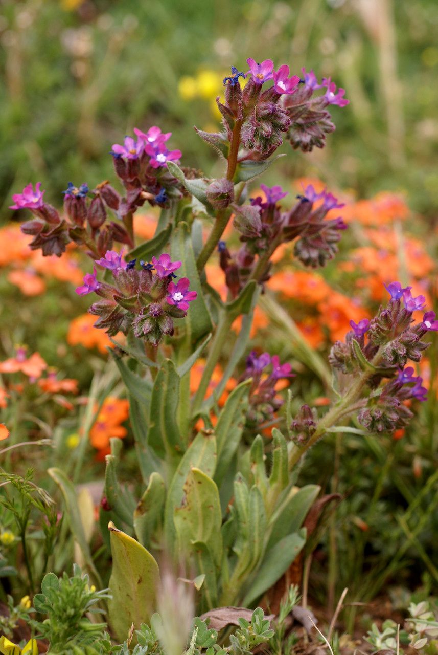 Anchusa atlantica habit