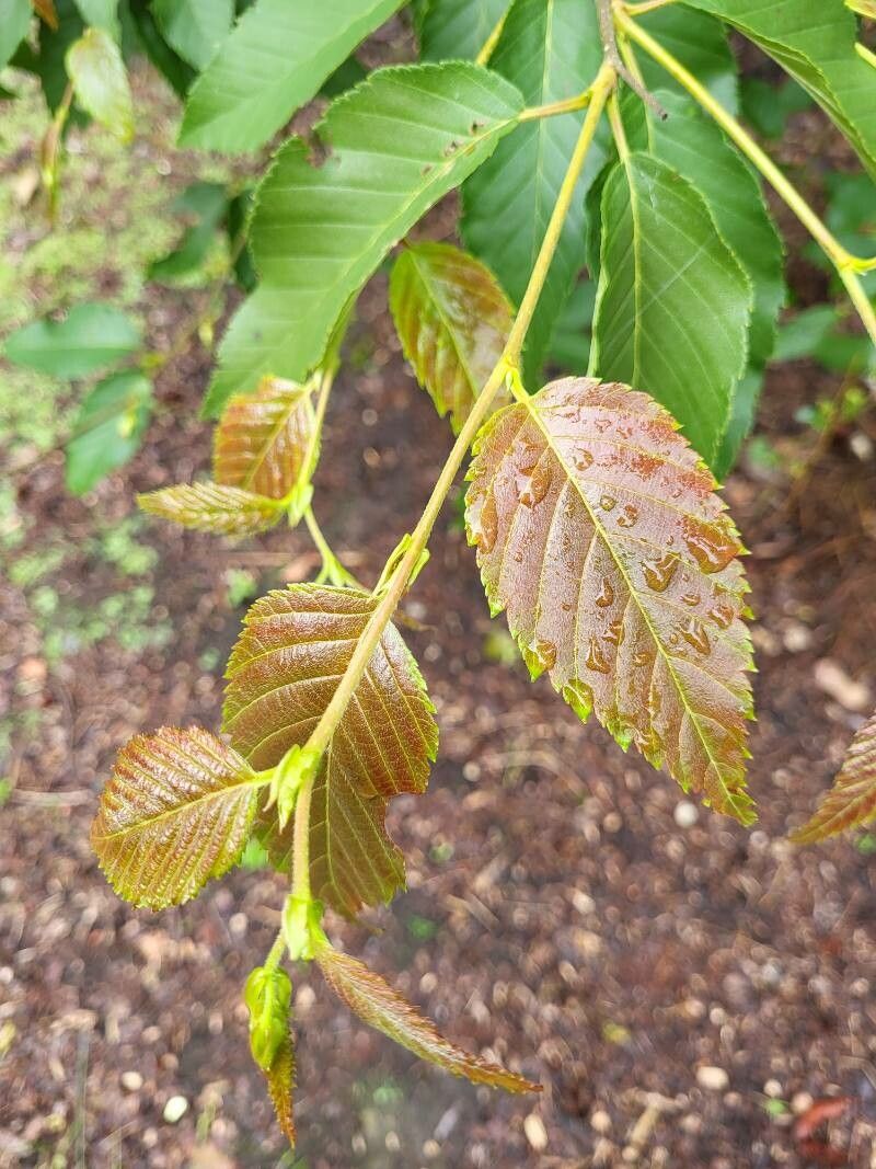 Betula insignis leaf
