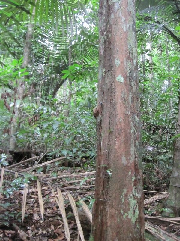 Pouteria grandis habit