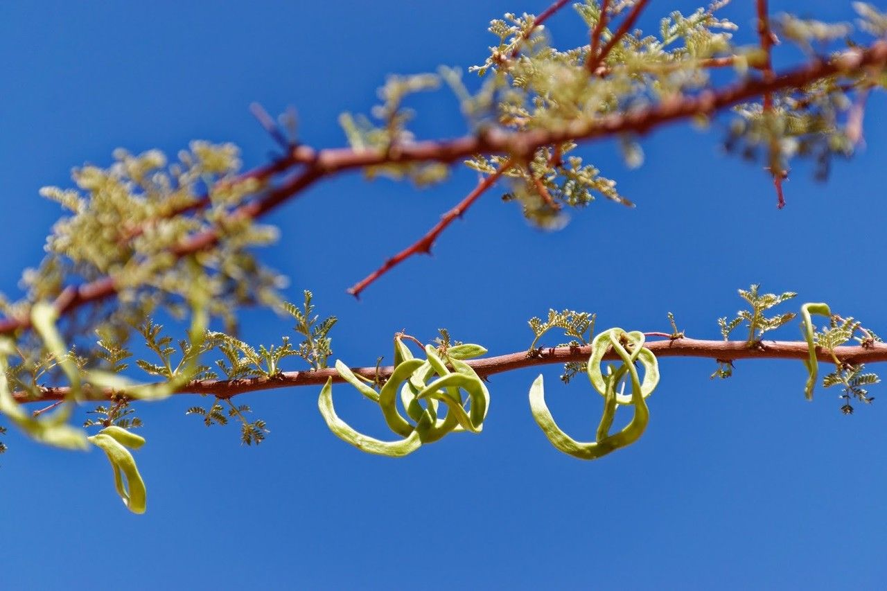 Vachellia tortilis fruit