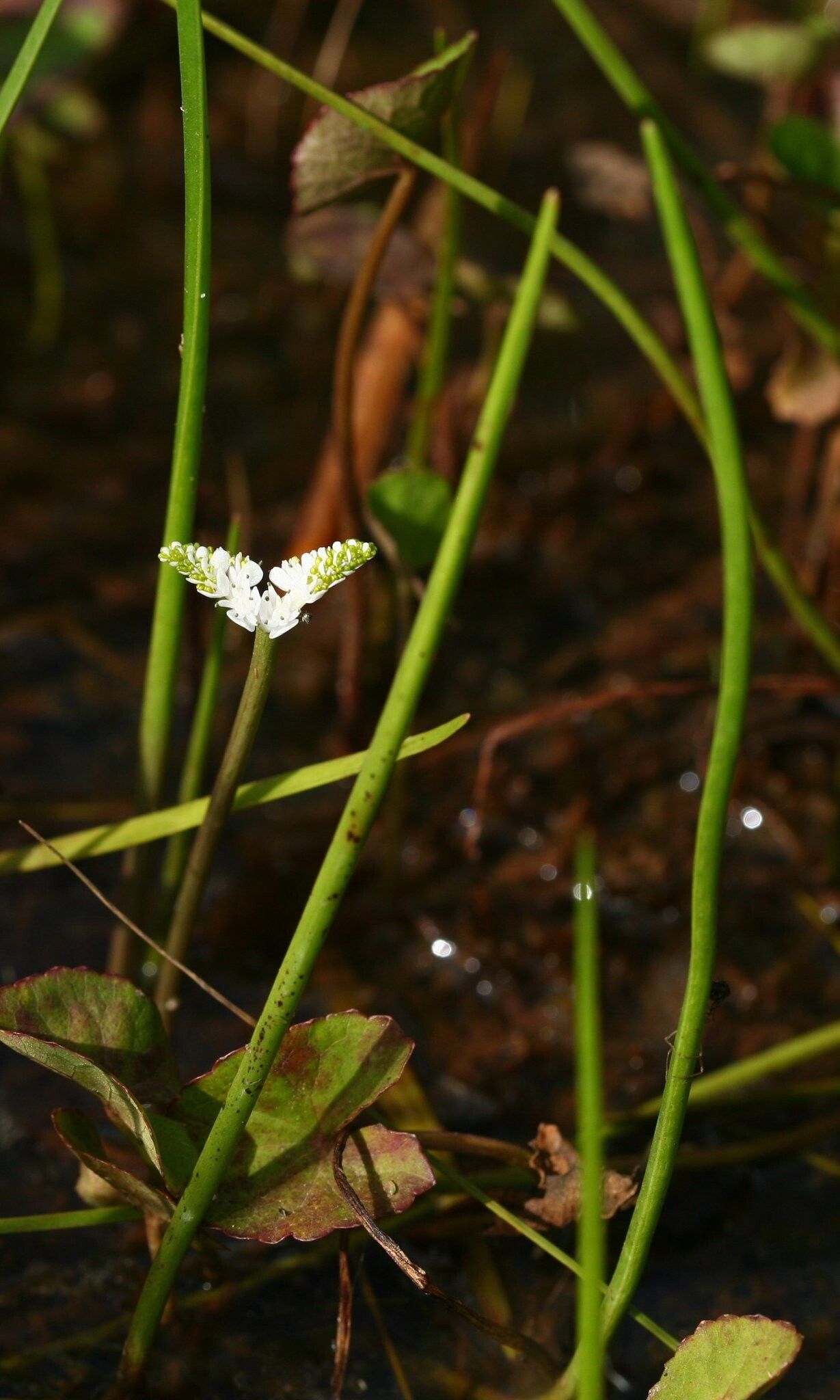 Aponogeton junceus flower