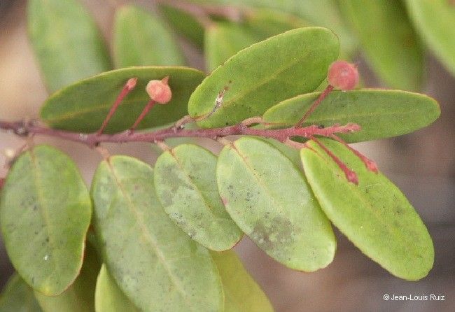 Phyllanthus tiebaghiensis leaf