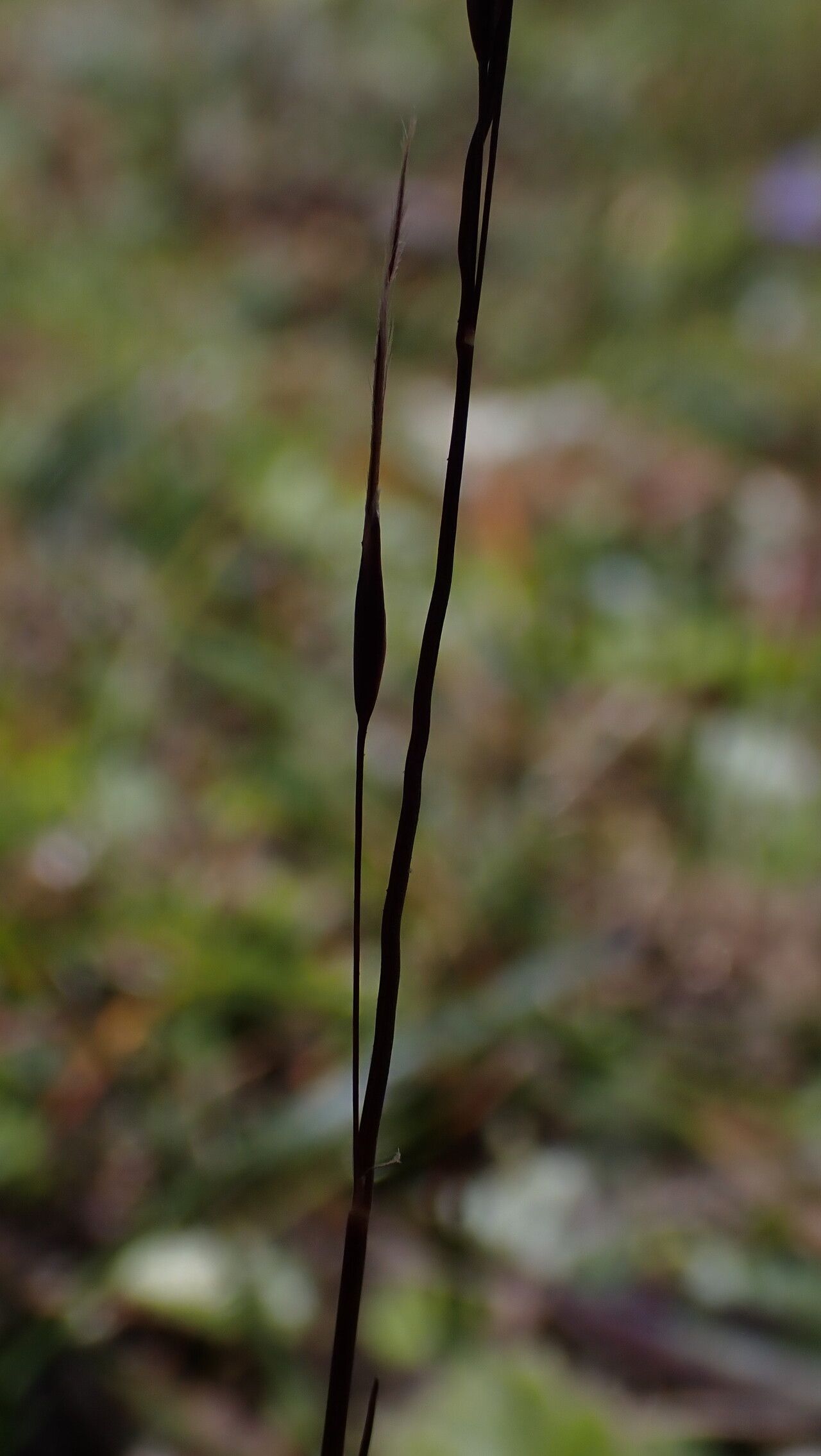 Ptilagrostis yadongensis flower