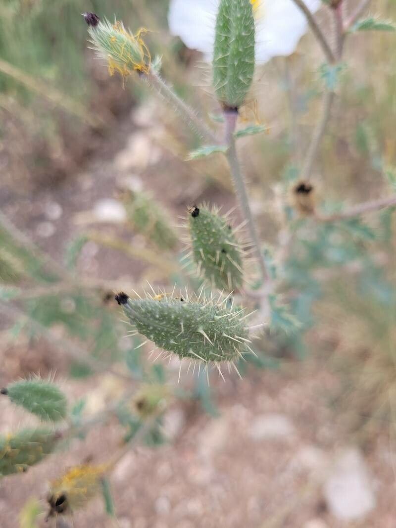 Argemone albiflora fruit