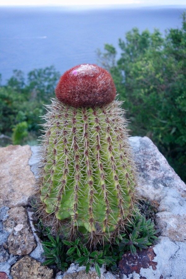 Melocactus intortus fruit