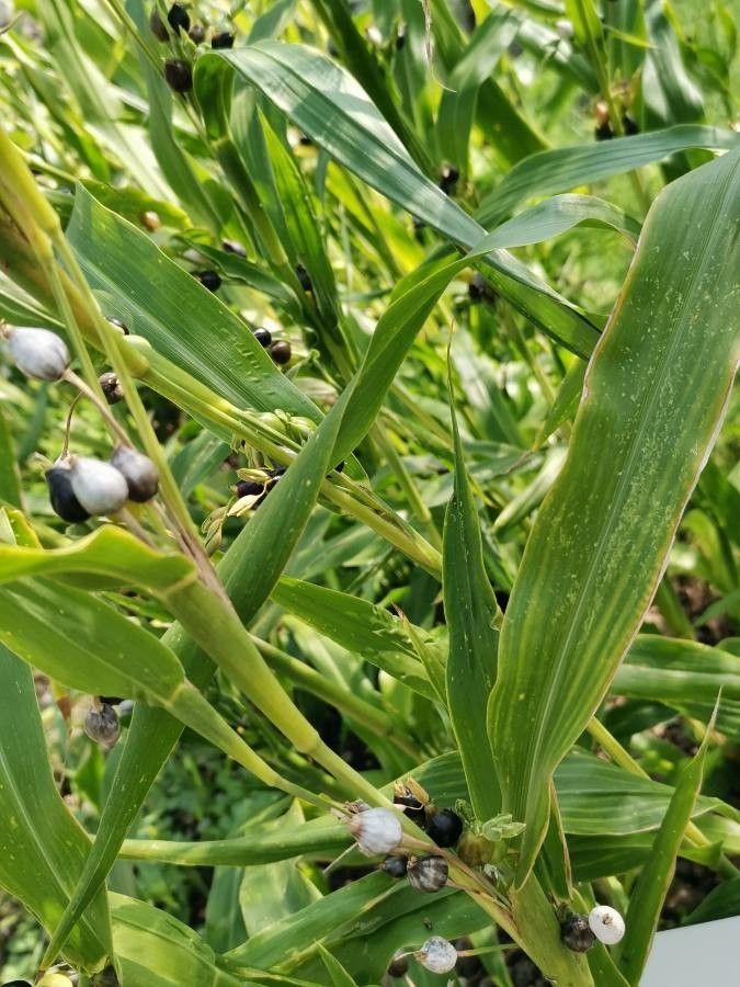 Coix lacryma-jobi leaf