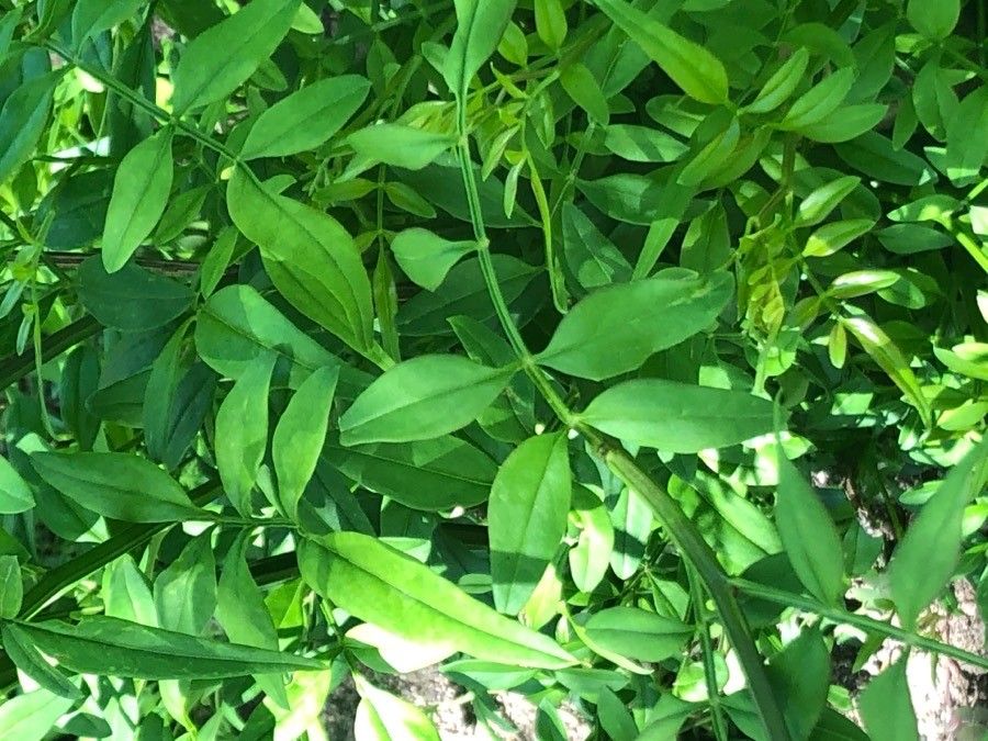 Jasminum humile — search result for 'Pakistan'