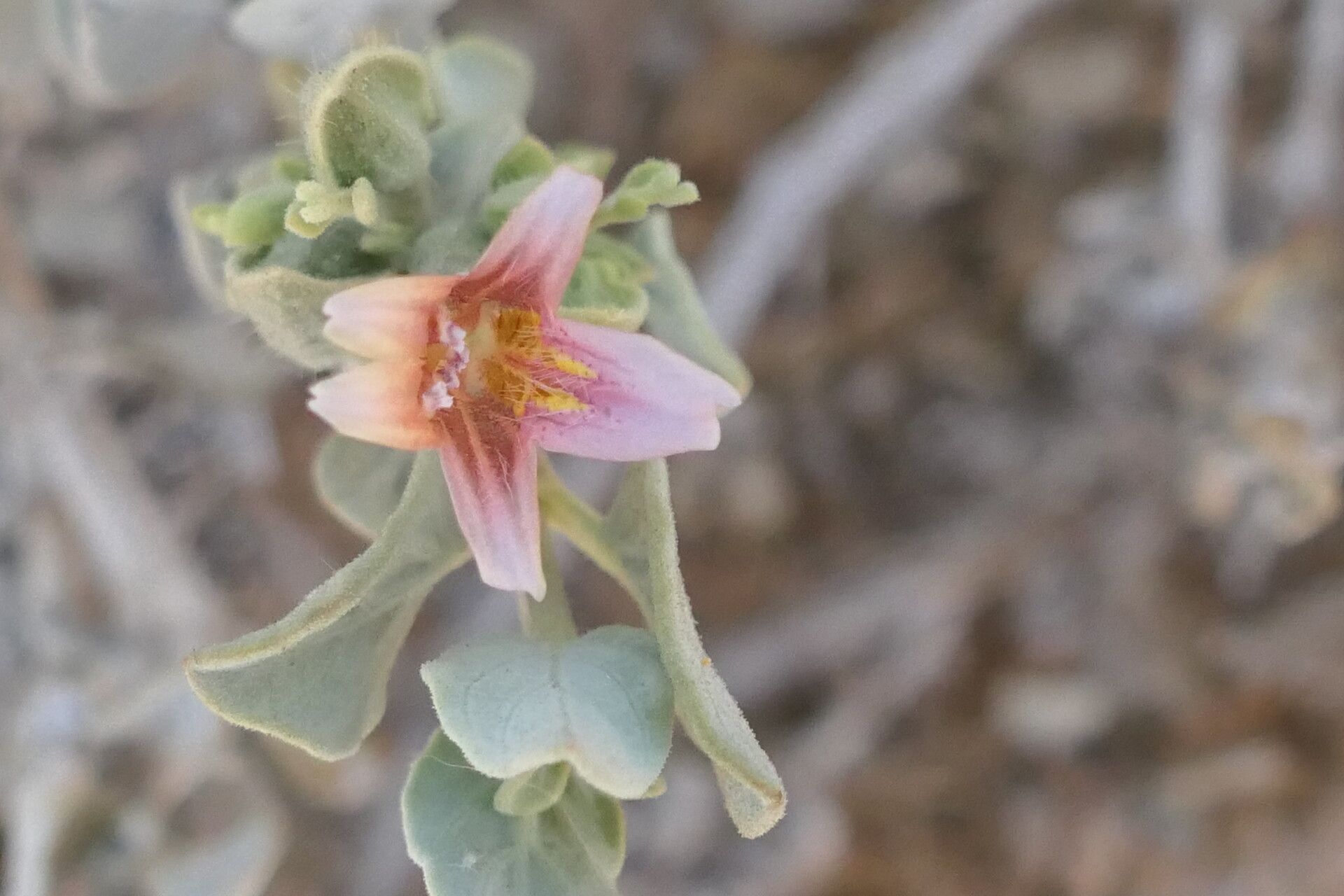 Petalidium pilosibracteolatum flower