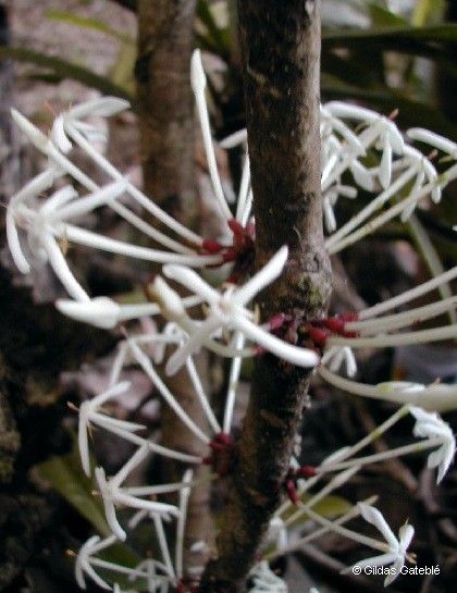 Ixora kuakuensis bark