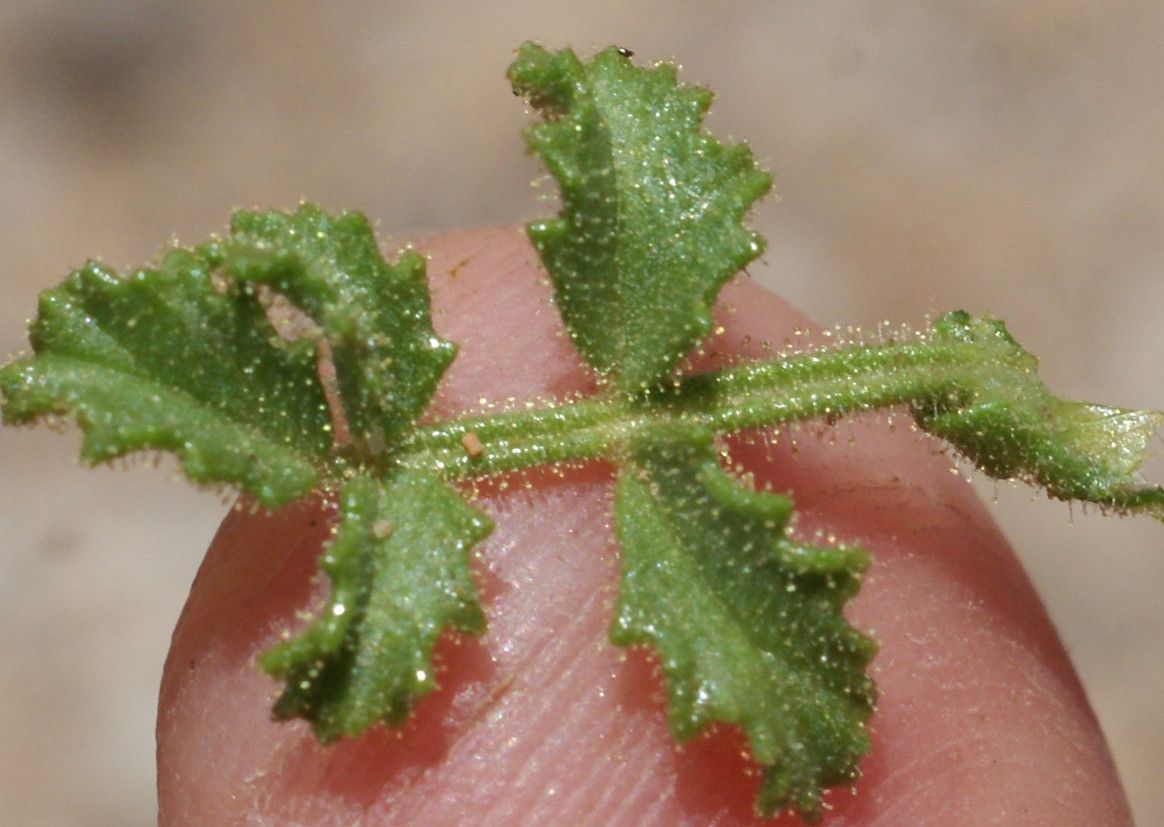 Ononis crispa leaf