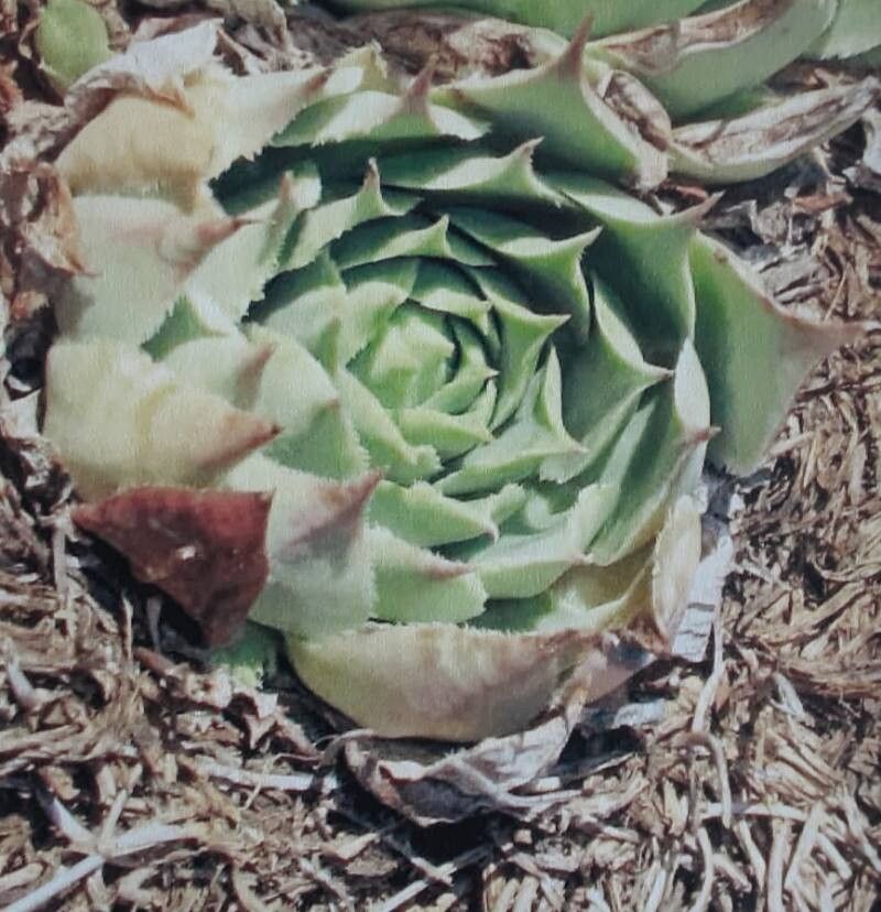 Sempervivum soculense habit