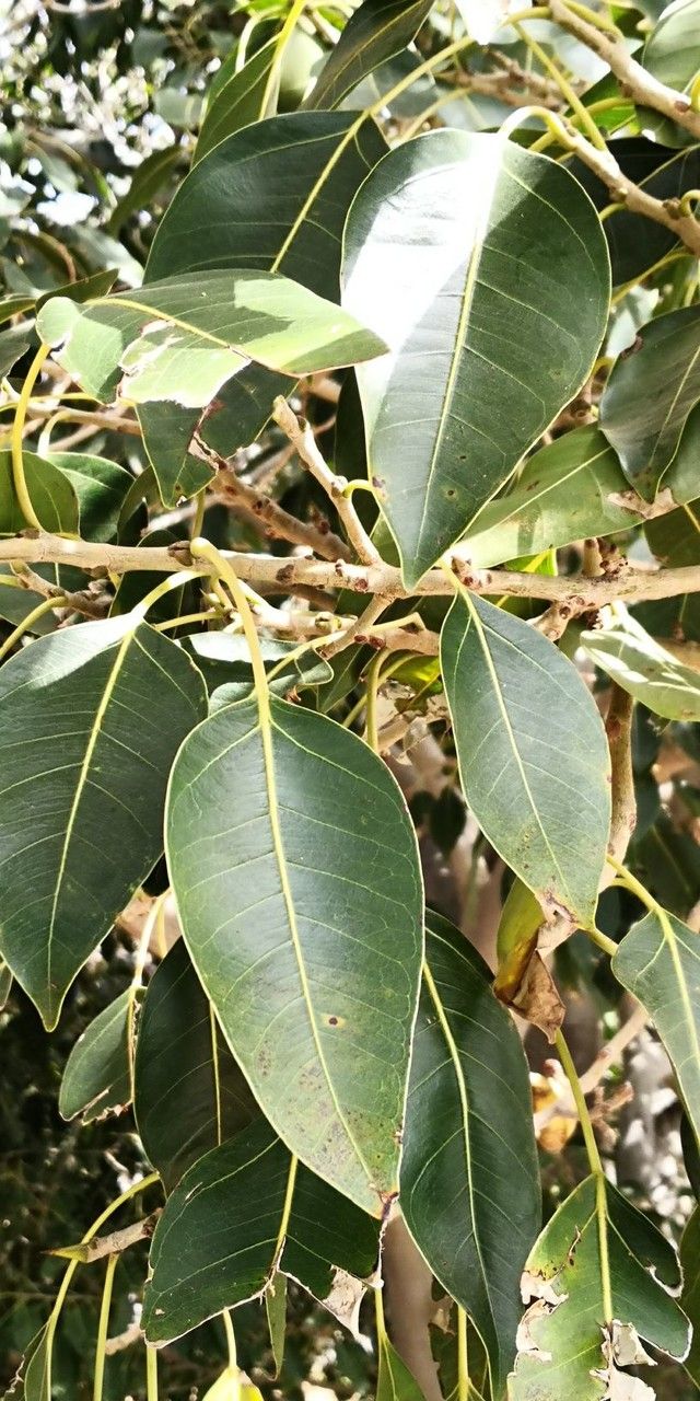 Ficus cordata — search result for 'Ficus'