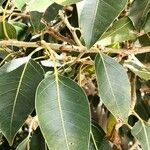 Ficus cordata