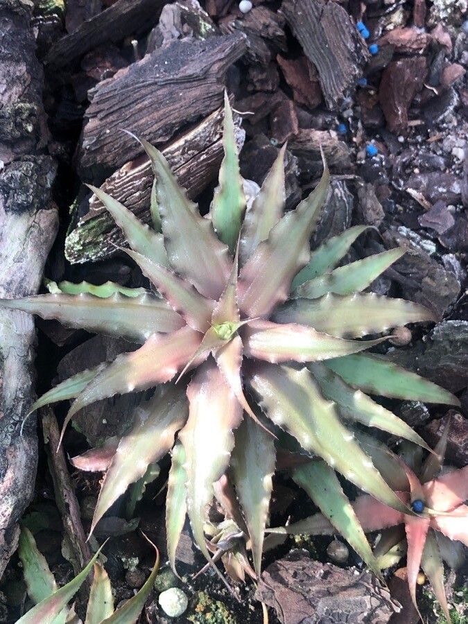 Cryptanthus acaulis