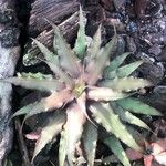 Cryptanthus acaulis