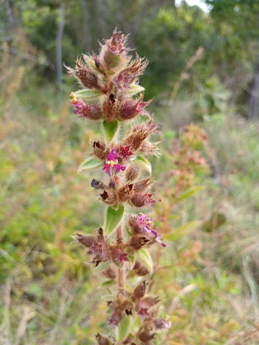 Desmoscelis villosa flower