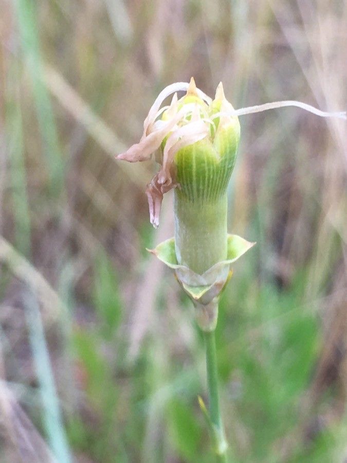 Dianthus virgineus fruit