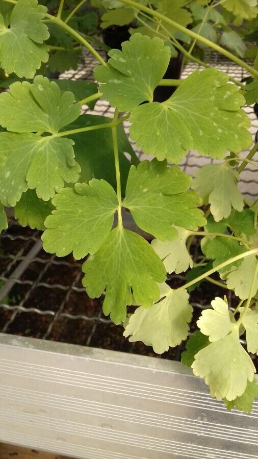 Aquilegia saximontana leaf