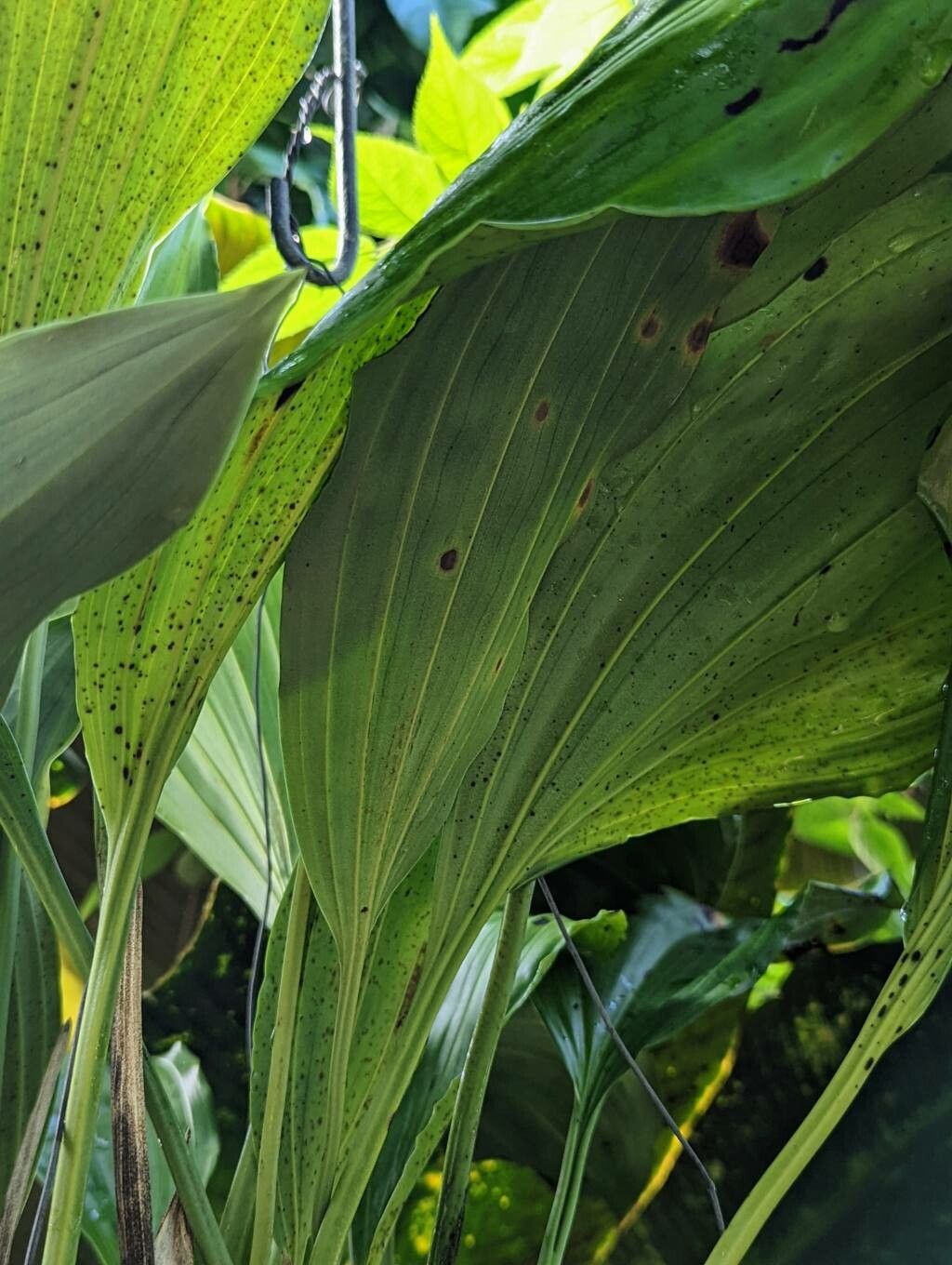 Stanhopea panamensis — search result for 'Stanhopea'