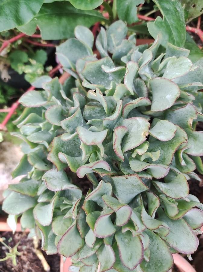 Crassula undulata flower