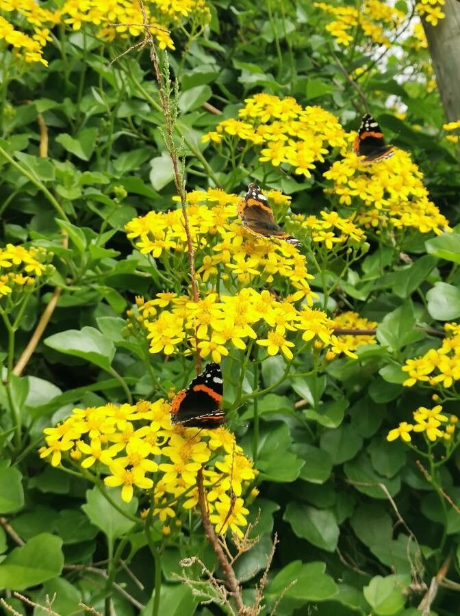 Senecio angulatus flower